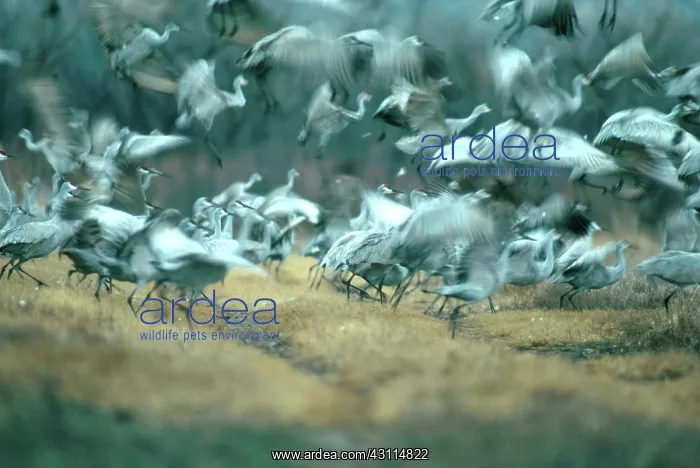 : Sandhill Crane (Grus canadensis) : Sandhill Crane (Grus canadensis)