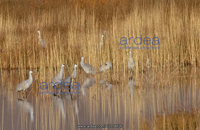 : Sandhill Crane (Grus canadensis) : Sandhill Crane (Grus canadensis)