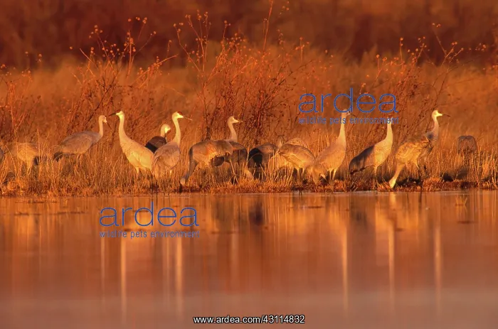: Sandhill Crane (Grus canadensis) : Sandhill Crane (Grus canadensis)