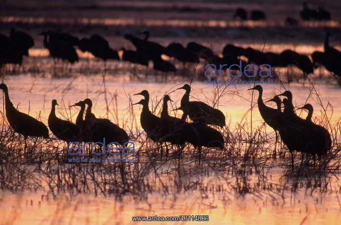 : Sandhill Crane (Grus canadensis) : Sandhill Crane (Grus canadensis)
