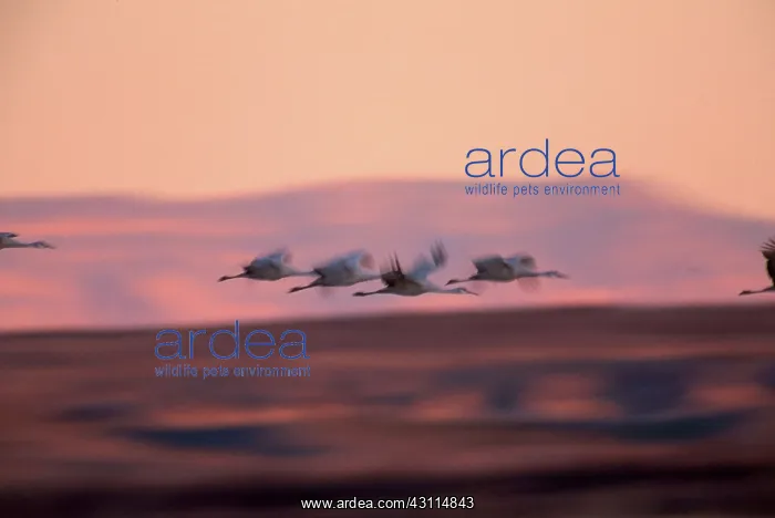 : Sandhill Crane (Grus canadensis) : Sandhill Crane (Grus canadensis)