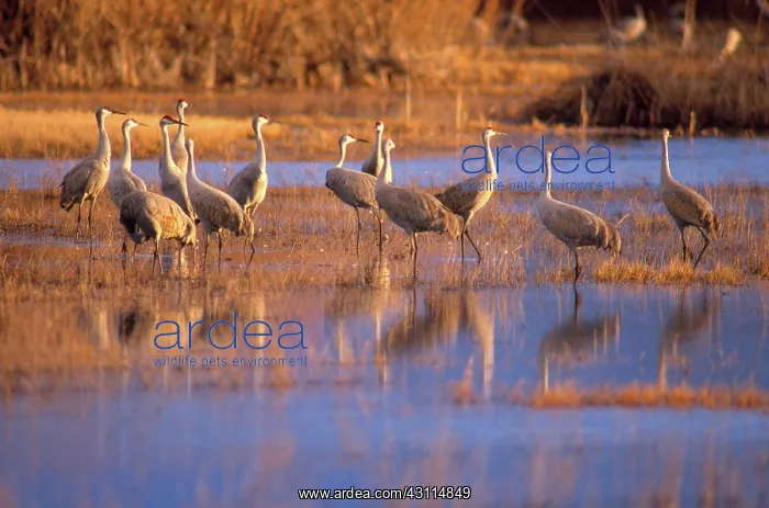 : Sandhill Crane (Grus canadensis) : Sandhill Crane (Grus canadensis)