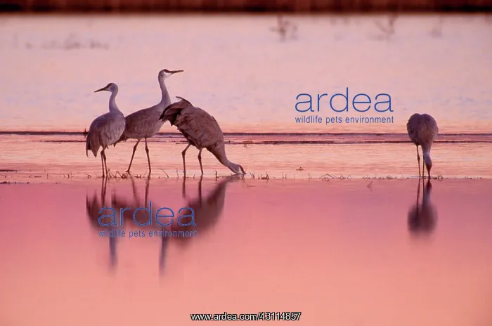 : Sandhill Crane (Grus canadensis) : Sandhill Crane (Grus canadensis)