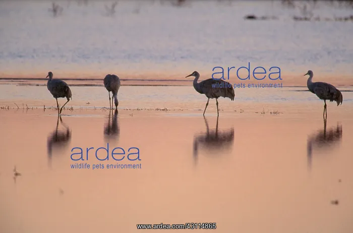 : Sandhill Crane (Grus canadensis) : Sandhill Crane (Grus canadensis)
