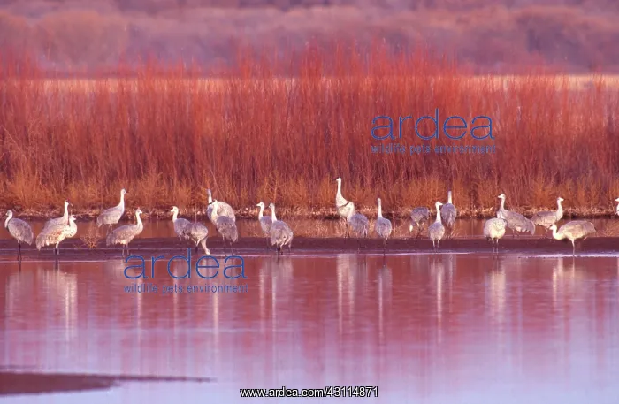: Sandhill Crane (Grus canadensis) : Sandhill Crane (Grus canadensis)