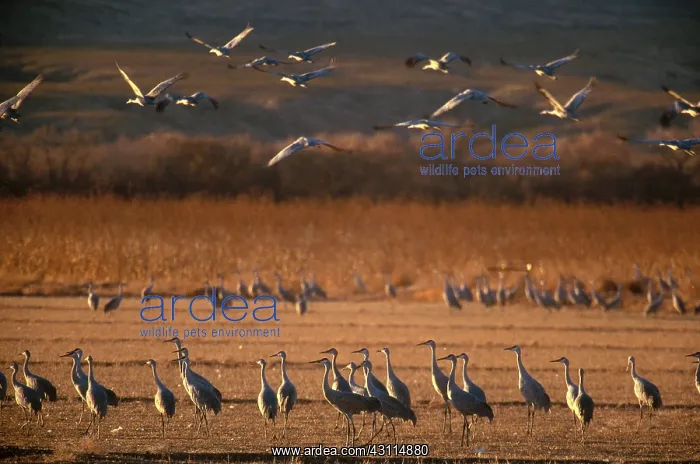 : Sandhill Crane (Grus canadensis) : Sandhill Crane (Grus canadensis)