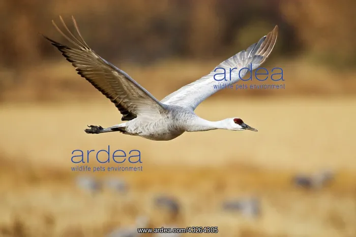 : Sandhill Crane (Grus canadensis) adult in : Sandhill Crane (Grus canadensis) adult in