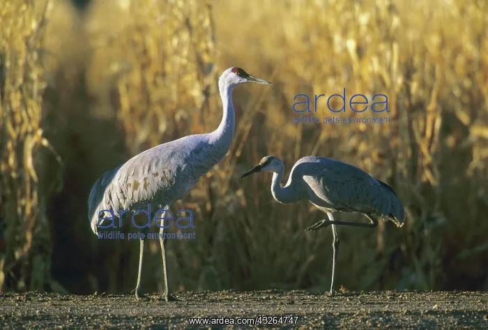 : Sandhill Crane, (Grus canadensis), Bosque : Sandhill Crane, (Grus canadensis), Bosque