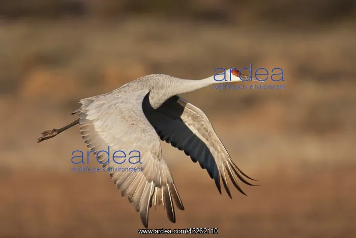 : Sandhill Crane (Grus canadensis) in flight : Sandhill Crane (Grus canadensis) in flight