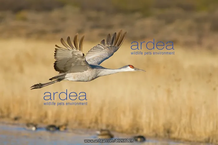 : Sandhill Crane (Grus canadensis) in flight : Sandhill Crane (Grus canadensis) in flight
