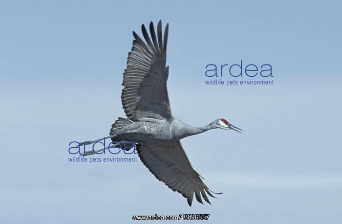 : Sandhill Crane (Grus canadensis) flying : Sandhill Crane (Grus canadensis) flying