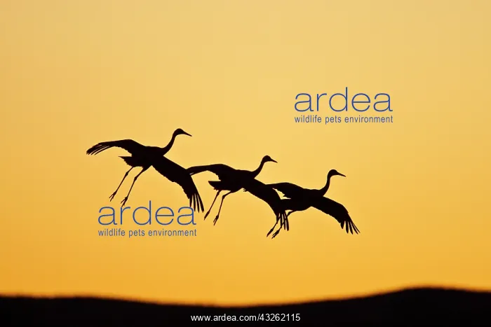 : Sandhill Crane (Grus canadensis) landing : Sandhill Crane (Grus canadensis) landing