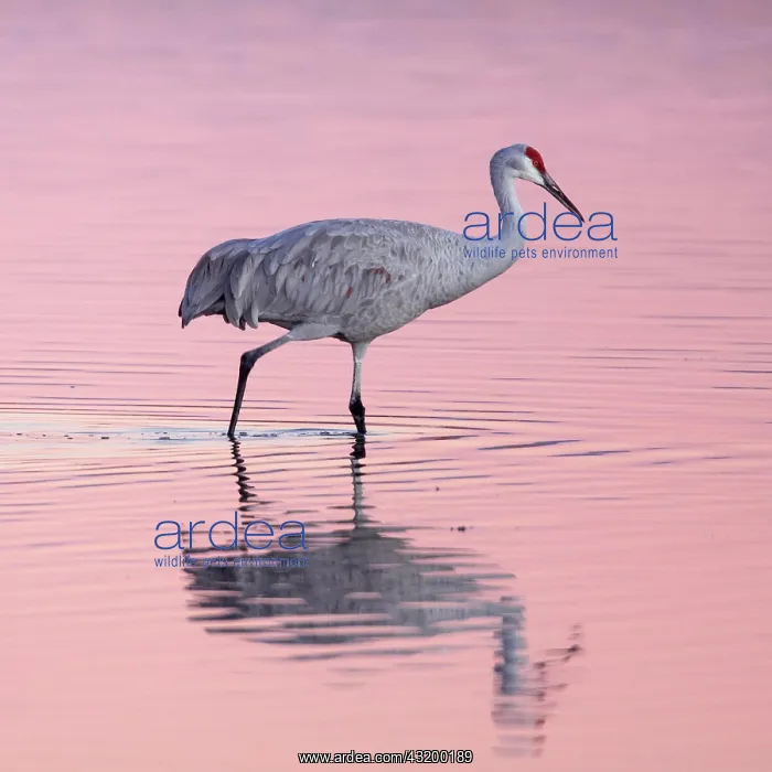 : Sandhill crane (Grus canadensis), New Mexico, USA : Sandhill crane (Grus canadensis), New Mexico, USA