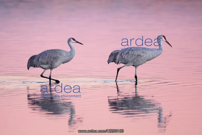 : Sandhill crane (Grus canadensis), Sandhill crane : Sandhill crane (Grus canadensis), Sandhill crane