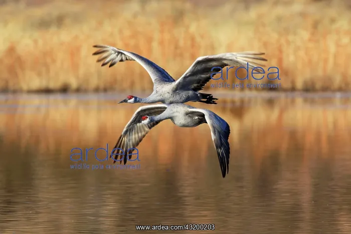 : Sandhill crane (Grus canadensis), Sandhill crane : Sandhill crane (Grus canadensis), Sandhill crane