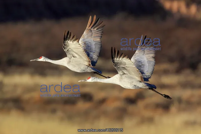: Sandhill crane (Grus canadensis), Sandhill crane : Sandhill crane (Grus canadensis), Sandhill crane