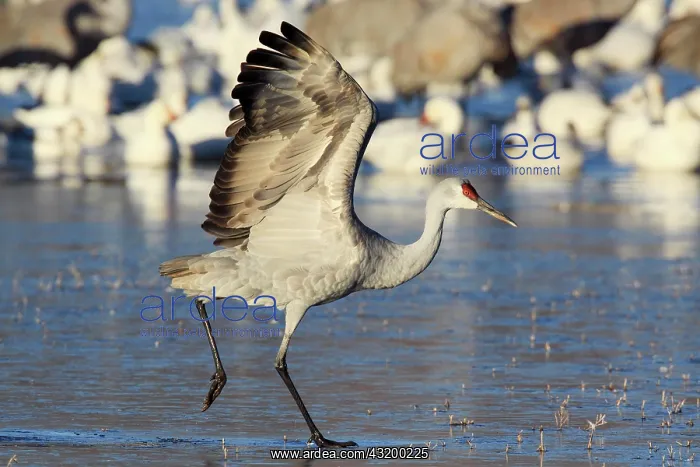 : Sandhill crane (Grus canadensis), Sandhill crane : Sandhill crane (Grus canadensis), Sandhill crane