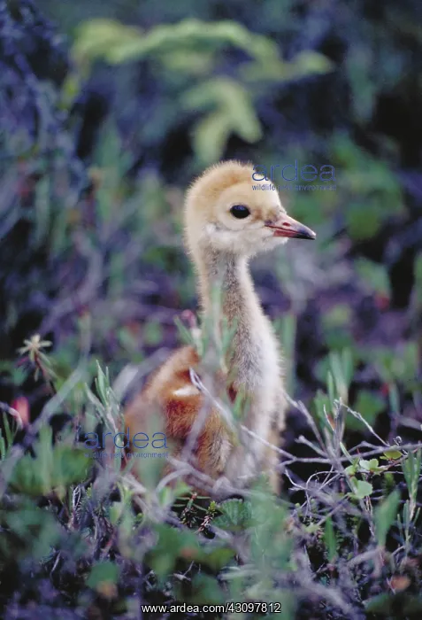 : Sandhill Crane (Grus canandensis) : Sandhill Crane (Grus canandensis)