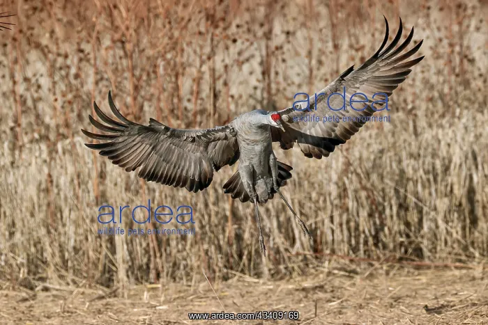 : Sandhill crane landing. Bosque del Apache National : Sandhill crane landing. Bosque del Apache National