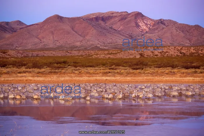 : Sandhill Crane - A large group of resting sandhill : Sandhill Crane - A large group of resting sandhill