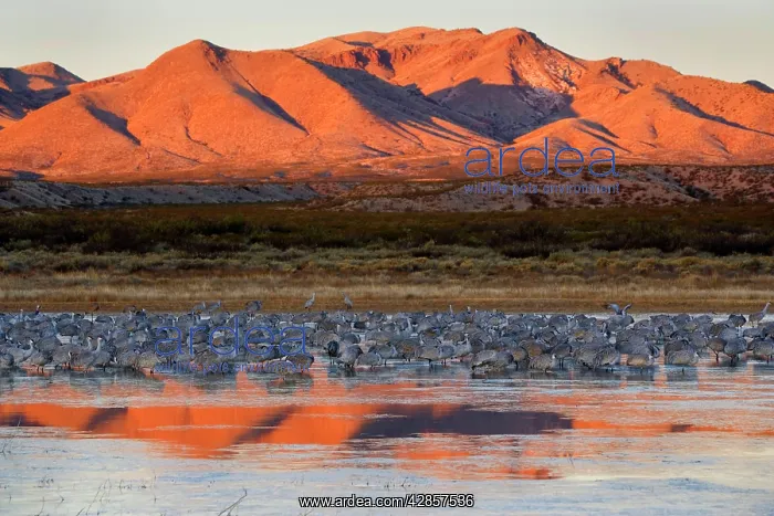  : Sandhill Crane - A large group of resting sandhill