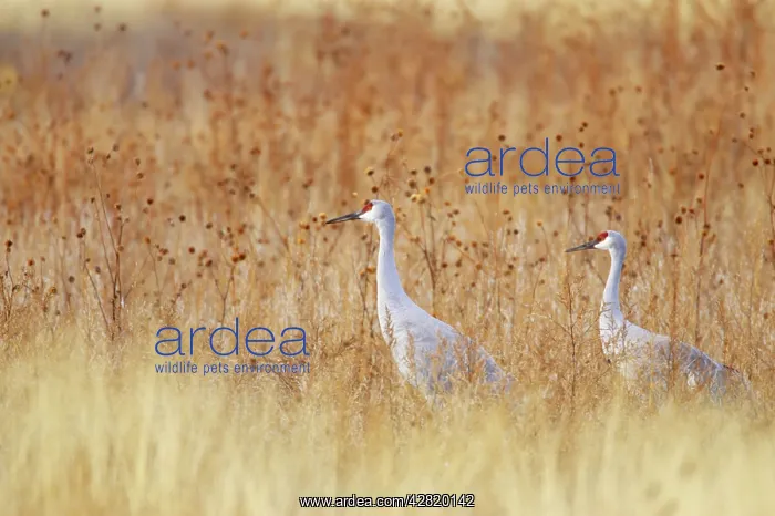 : Sandhill Crane - Amongst Marshland Vegetation : Sandhill Crane - Amongst Marshland Vegetation