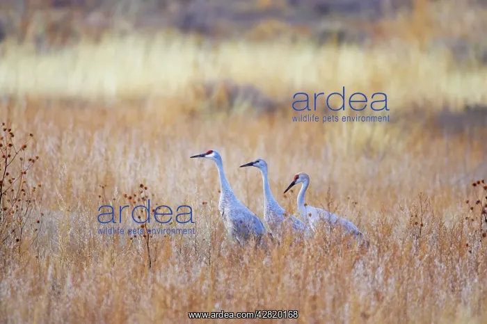 : Sandhill Crane - Amongst Marshland Vegetation : Sandhill Crane - Amongst Marshland Vegetation
