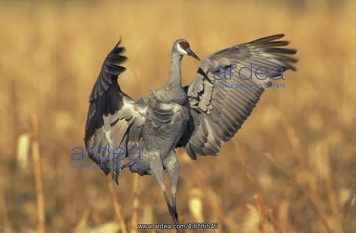 : Sandhill Crane at migratory stopover : Sandhill Crane at migratory stopover