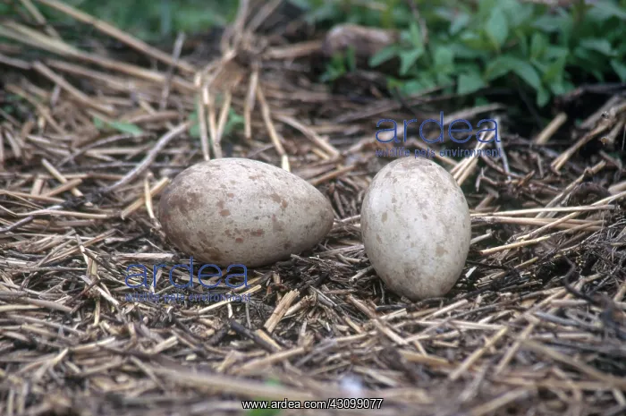 : Sandhill Crane Nest and Eggs : Sandhill Crane Nest and Eggs