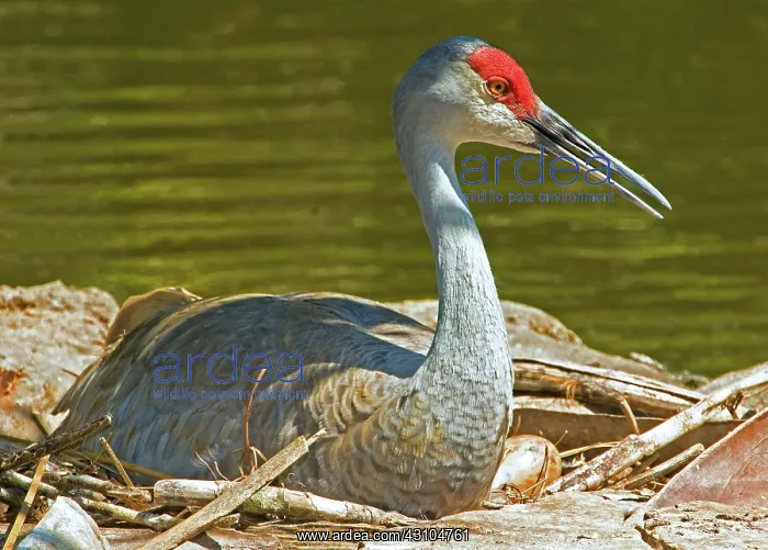 : Sandhill Crane Nesting : Sandhill Crane Nesting