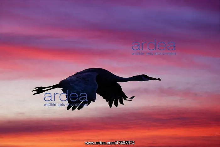 : Sandhill crane silhouetted flying at sunset. Bosque : Sandhill crane silhouetted flying at sunset. Bosque
