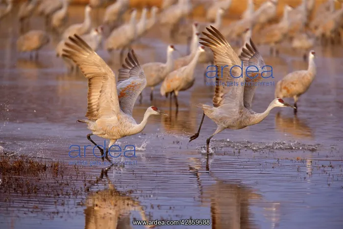 : Sandhill Crane - taking flight over the water : Sandhill Crane - taking flight over the water