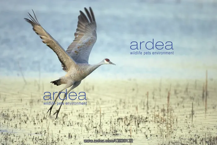 : Sandhill Crane - Taking off : Sandhill Crane - Taking off