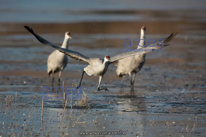 : Sandhill Crane taking off : Sandhill Crane taking off