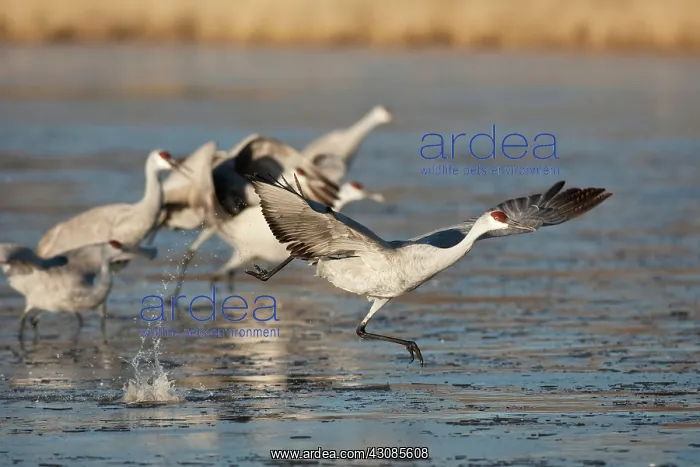 : Sandhill Crane taking off : Sandhill Crane taking off