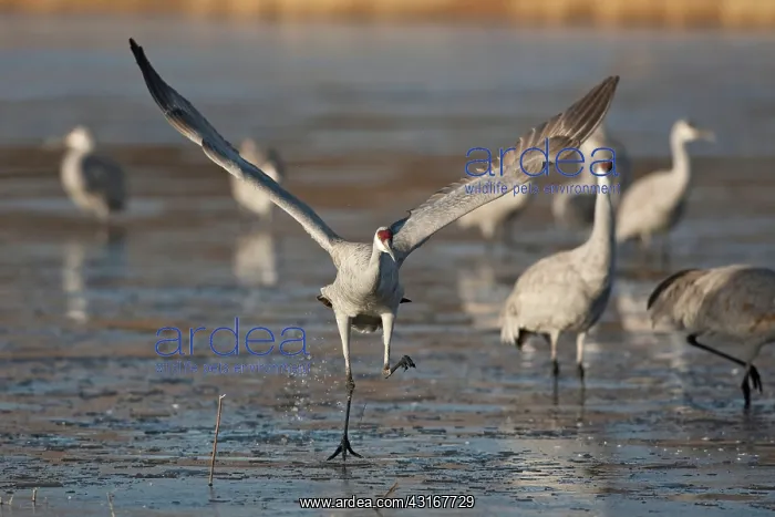 : Sandhill Crane taking off : Sandhill Crane taking off