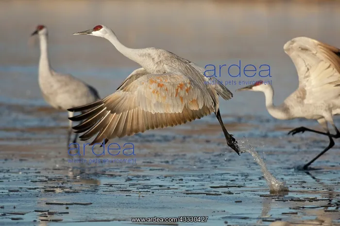 : Sandhill Crane taking off : Sandhill Crane taking off