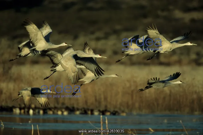: Sandhill CRANE - Taking off from frozen lake : Sandhill CRANE - Taking off from frozen lake