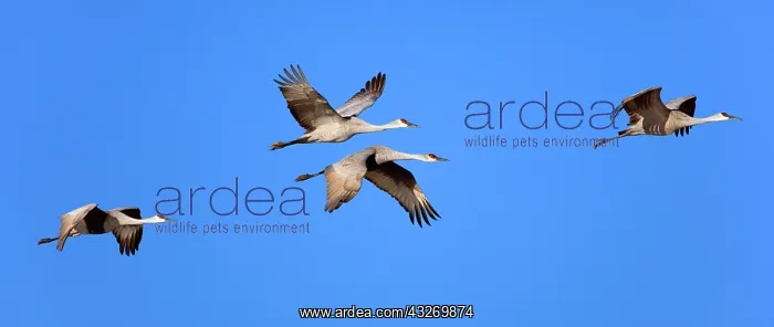 : Sandhill Crane - wintering crane in flight in winter : Sandhill Crane - wintering crane in flight in winter