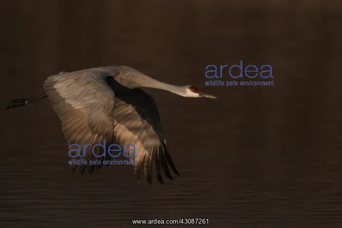 : Sandhill Cranes : Sandhill Cranes