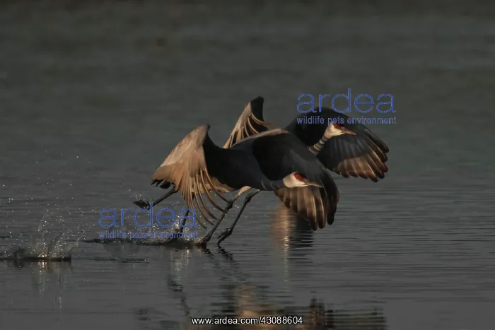 : Sandhill Cranes : Sandhill Cranes
