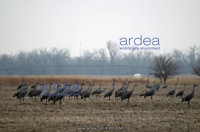 : Sandhill Cranes : Sandhill Cranes