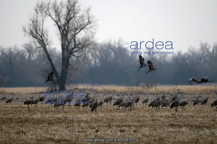 : Sandhill Cranes : Sandhill Cranes