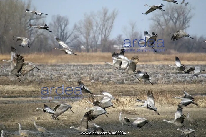 : Sandhill Cranes : Sandhill Cranes