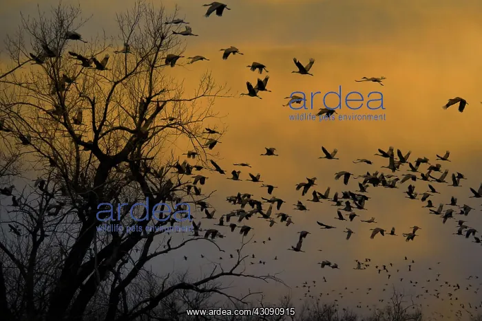 : Sandhill Cranes : Sandhill Cranes