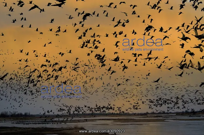 : Sandhill Cranes : Sandhill Cranes