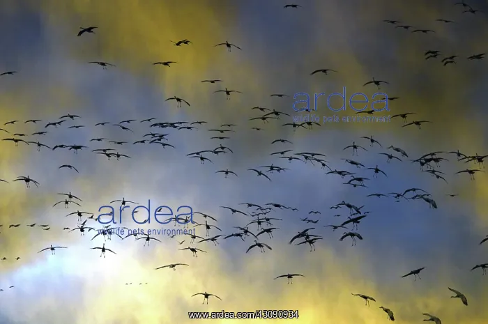 : Sandhill Cranes : Sandhill Cranes