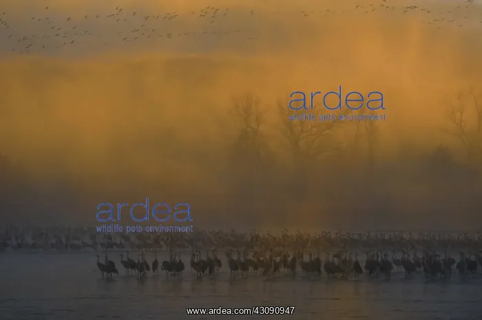 : Sandhill Cranes : Sandhill Cranes