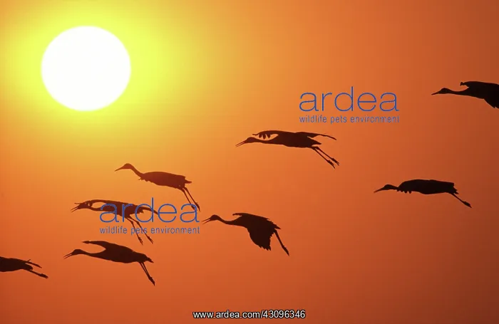  : Sandhill Cranes