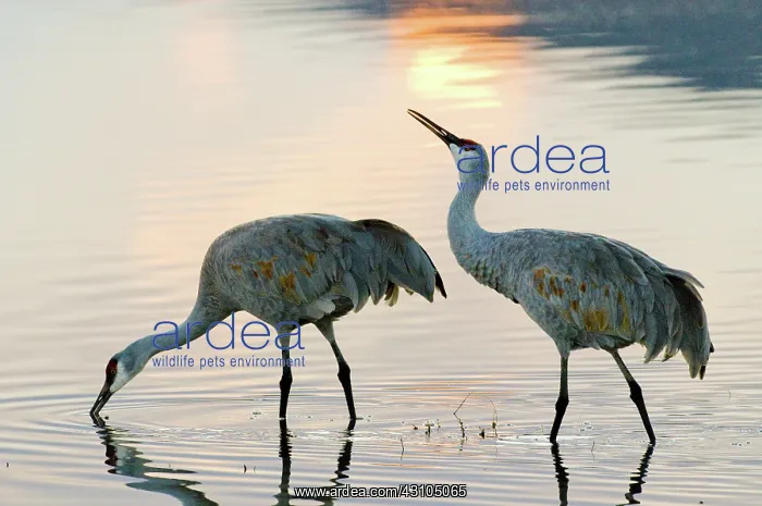 : Sandhill Cranes : Sandhill Cranes